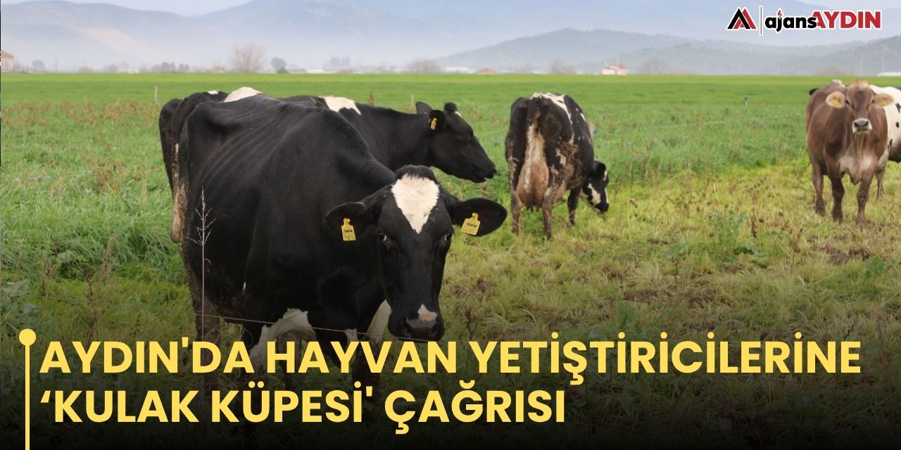 Aydın'da hayvan yetiştiricilerine ‘kulak küpesi' çağrısı
