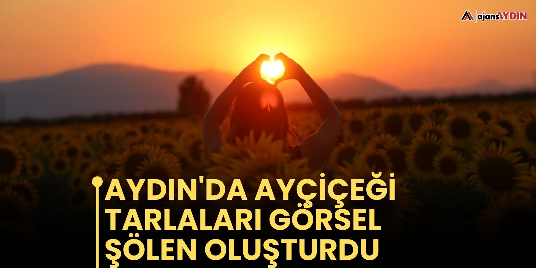Aydın'da ayçiçeği tarlaları görsel şölen oluşturdu