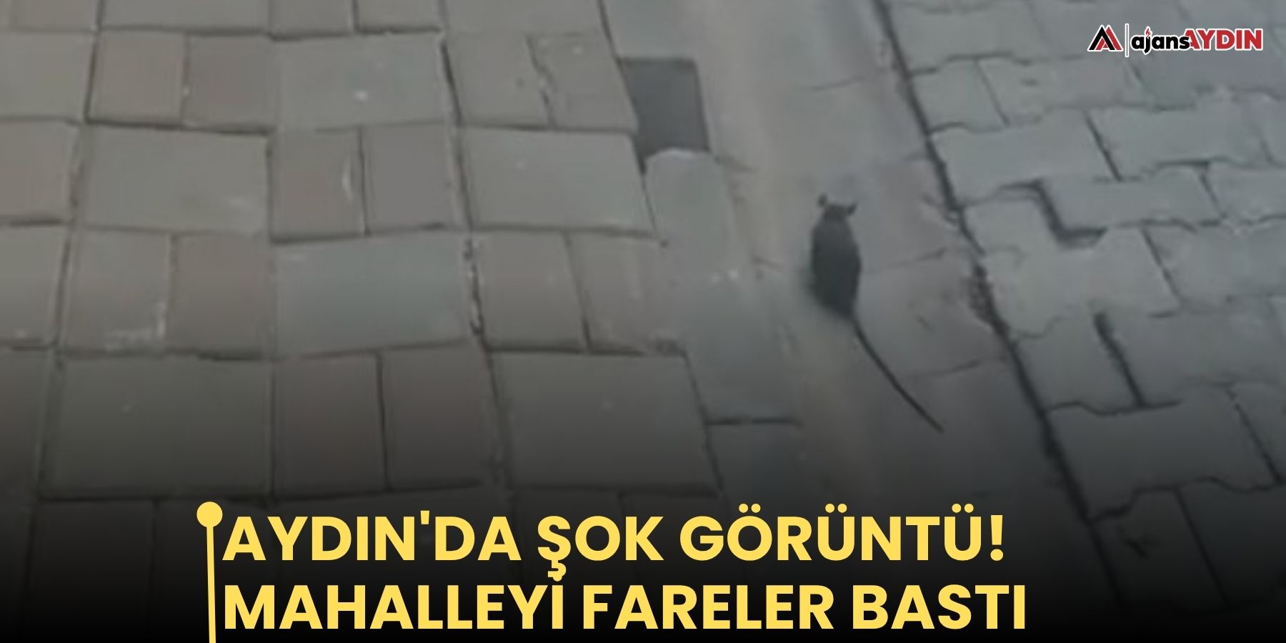 Aydın'da şok görüntü! Mahalleyi fareler bastı