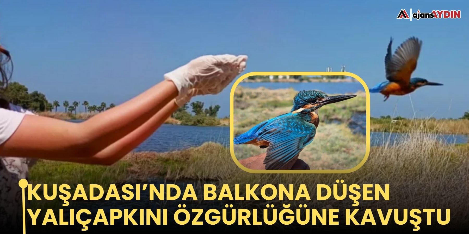 Kuşadası’nda balkona düşen Yalıçapkını özgürlüğüne kavuştu