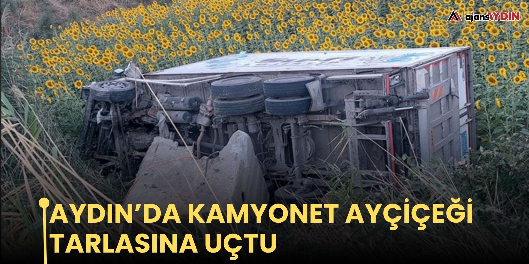 Aydın’da  kamyonet ayçiçeği tarlasına uçtu