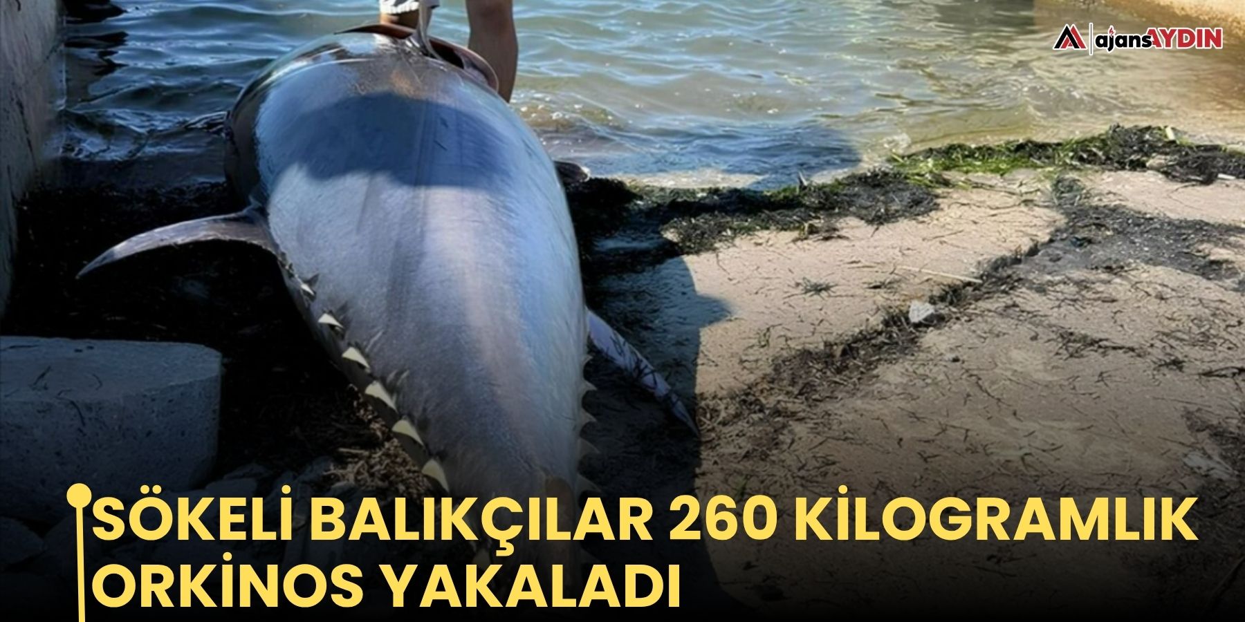 Sökeli balıkçılar 260 kilogramlık orkinos yakaladı