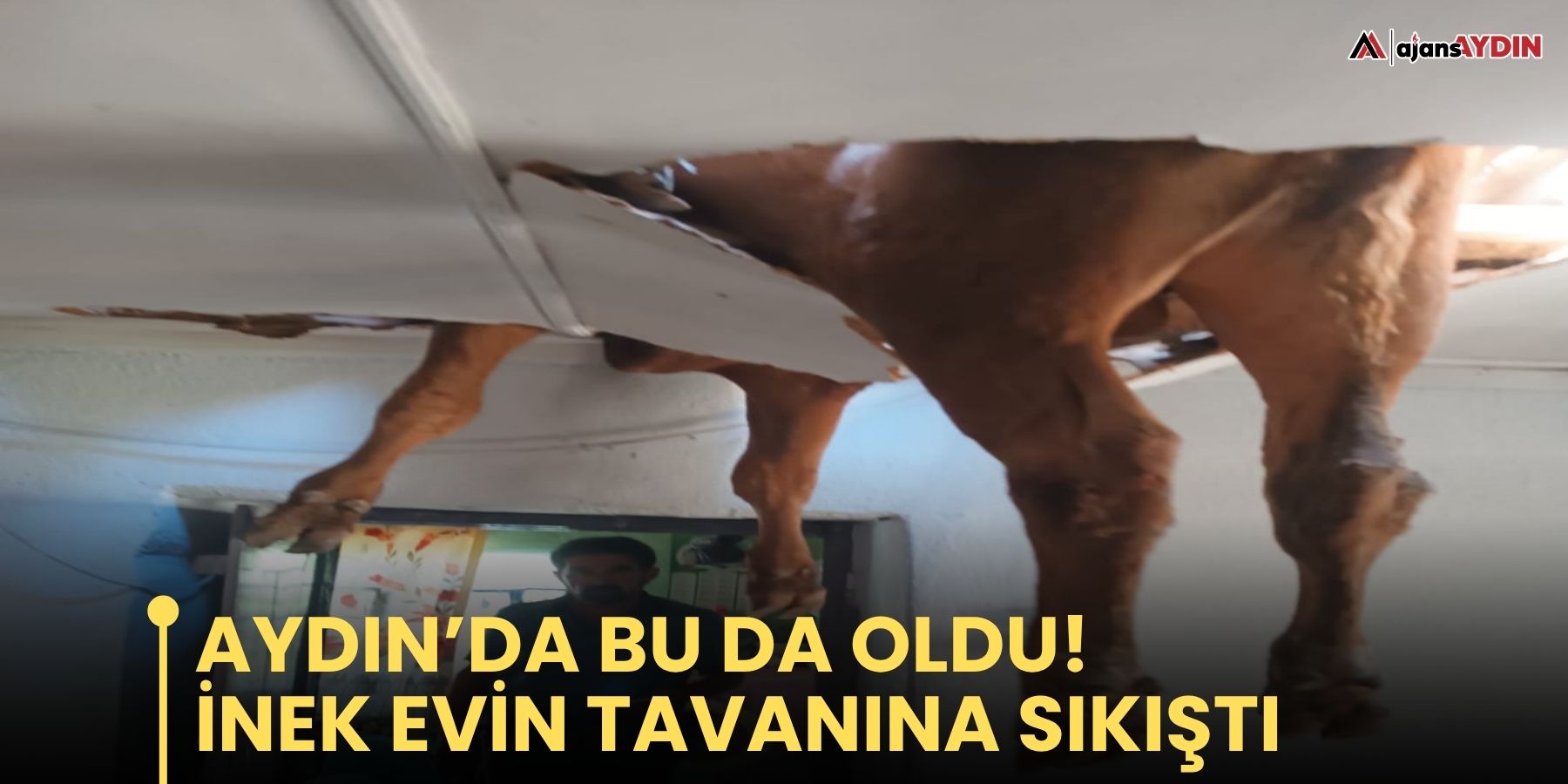 Aydın’da bu da oldu!  İnek evin tavanına sıkıştı