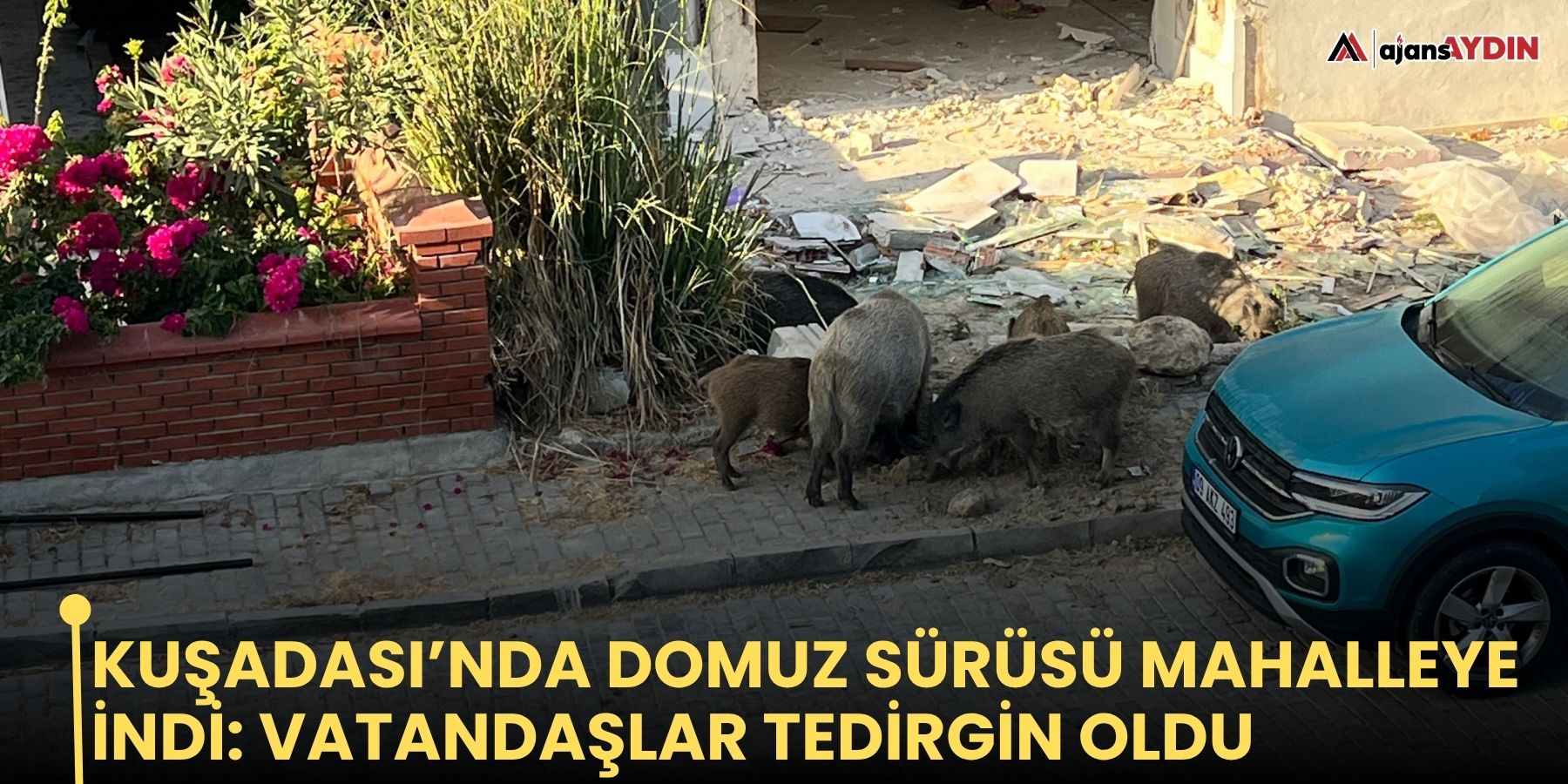 Kuşadası’nda domuz sürüsü mahalleye indi: vatandaşlar tedirgin oldu