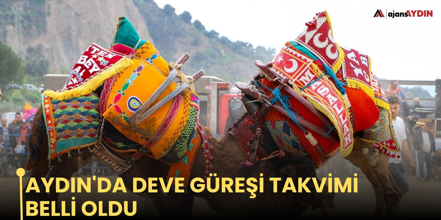 Aydın'da deve güreşi takvimi belli oldu