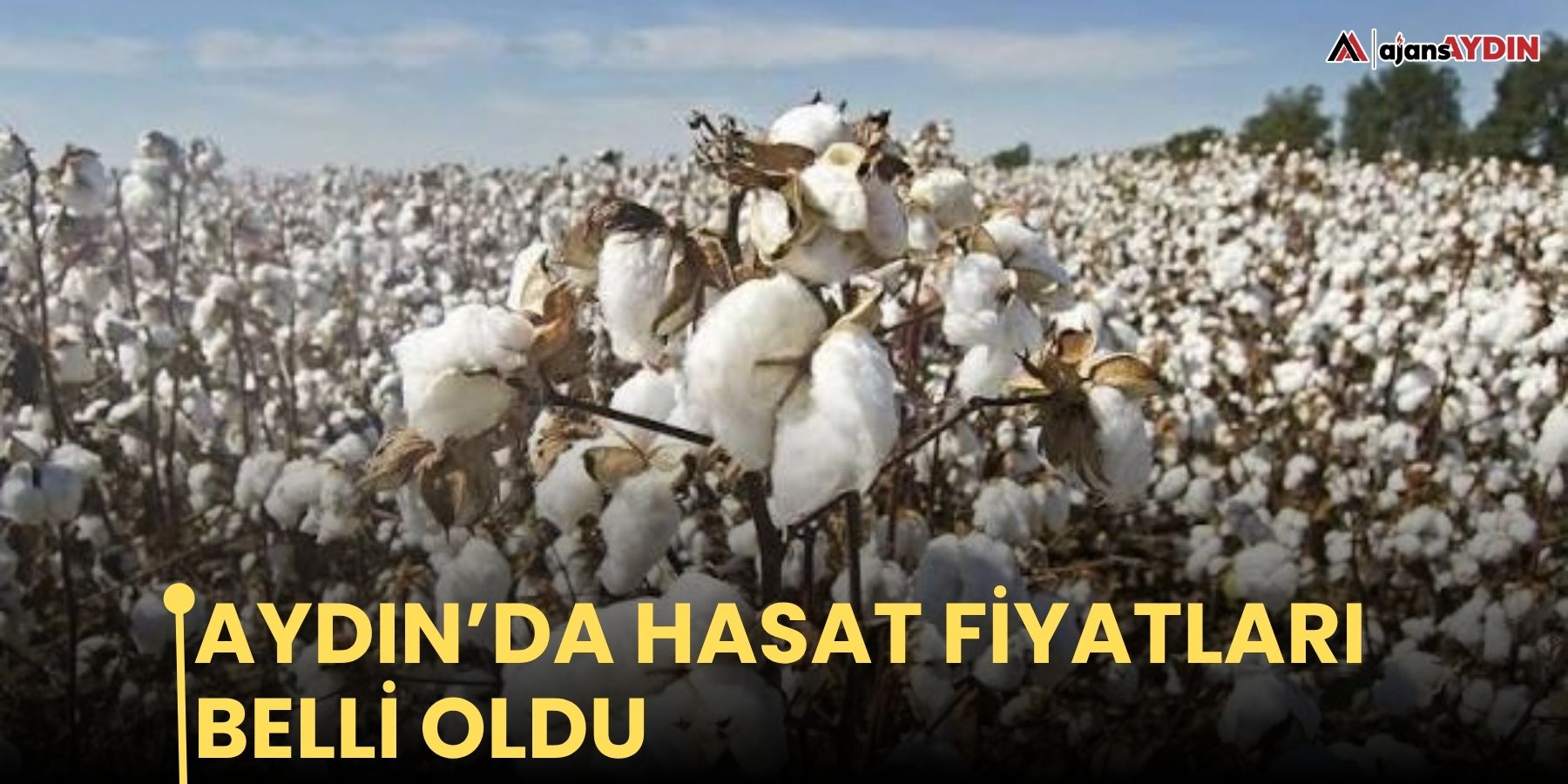 Aydın’da hasat fiyatları belli oldu