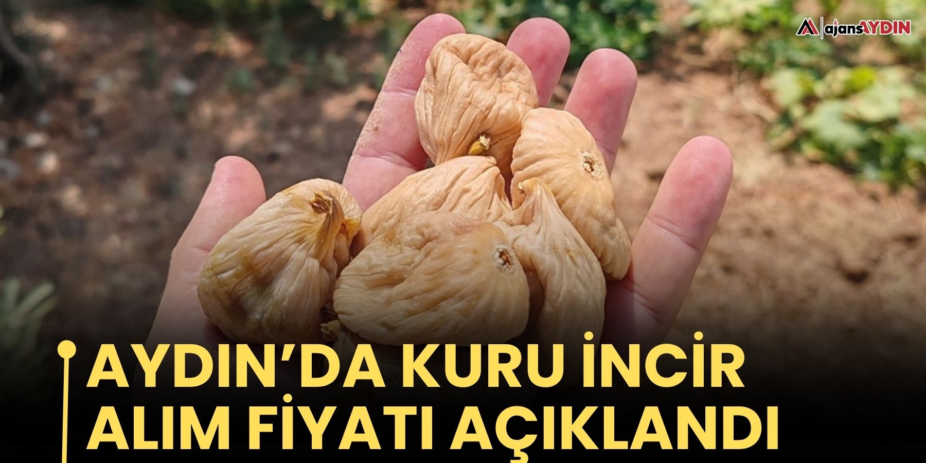 Aydın’da kuru incir alım fiyatı açıklandı