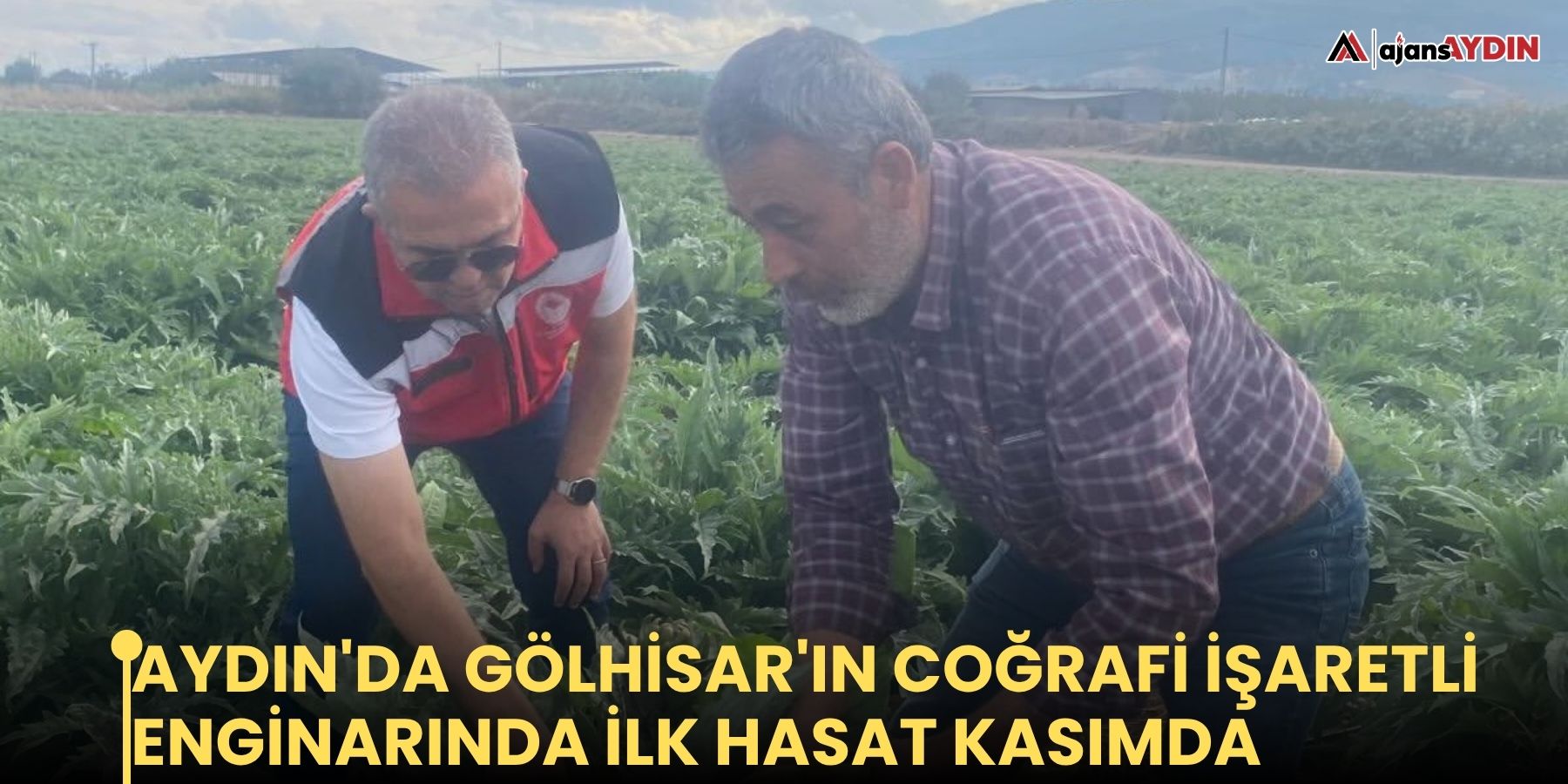 Aydın'da Gölhisar'ın coğrafi işaretli enginarında ilk hasat kasımda