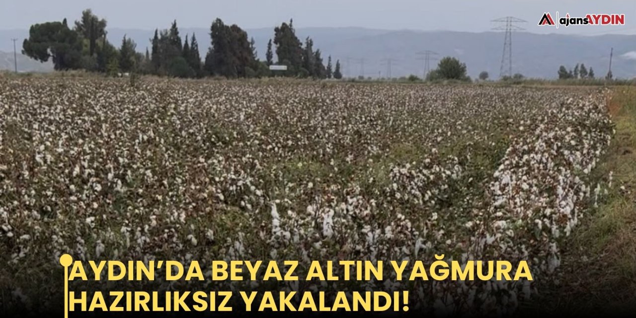 AYDIN’DA BEYAZ ALTIN YAĞMURA HAZIRLIKSIZ YAKALANDI!