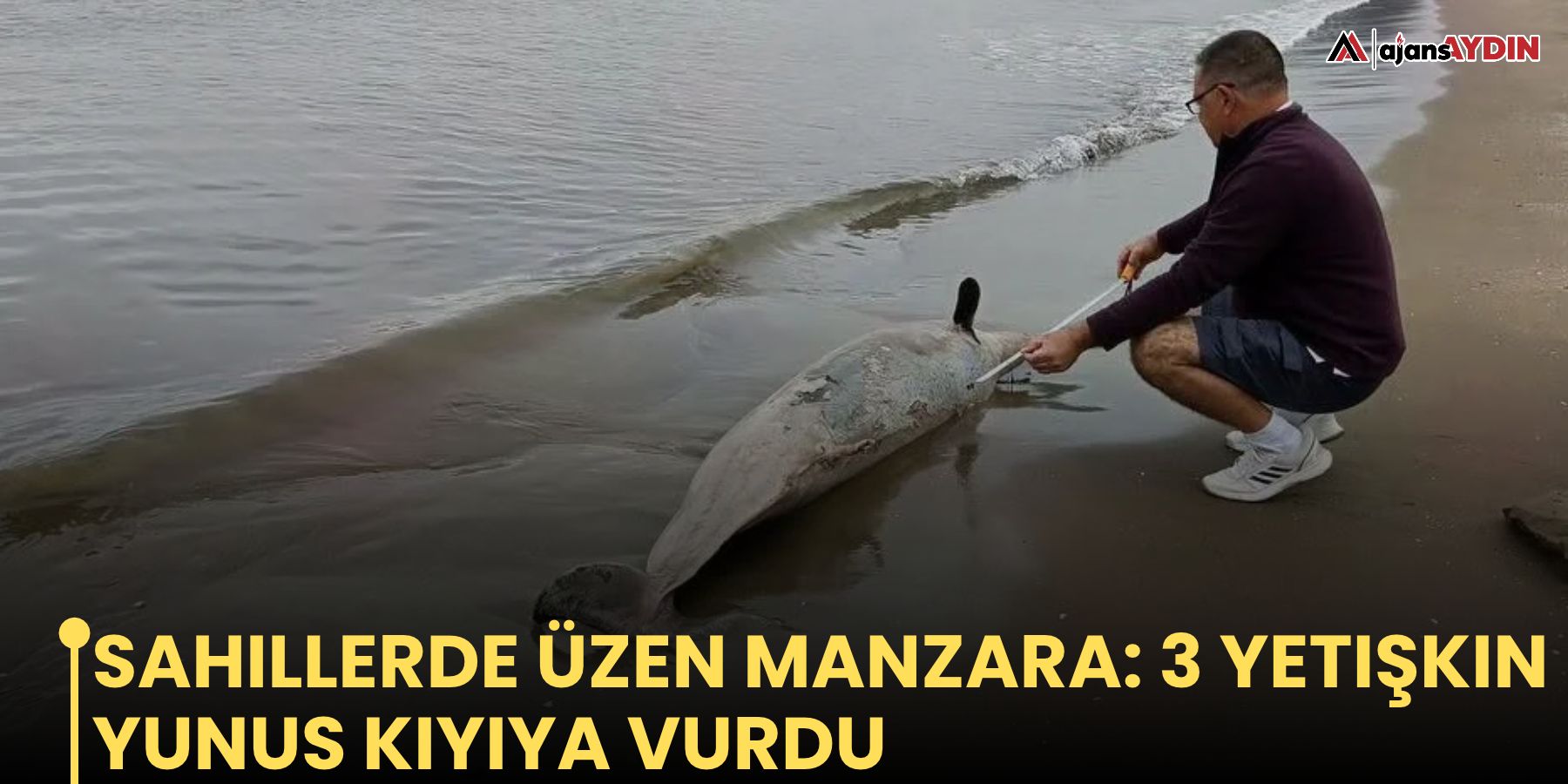 Sahillerde üzen manzara: 3 yetişkin yunus kıyıya vurdu