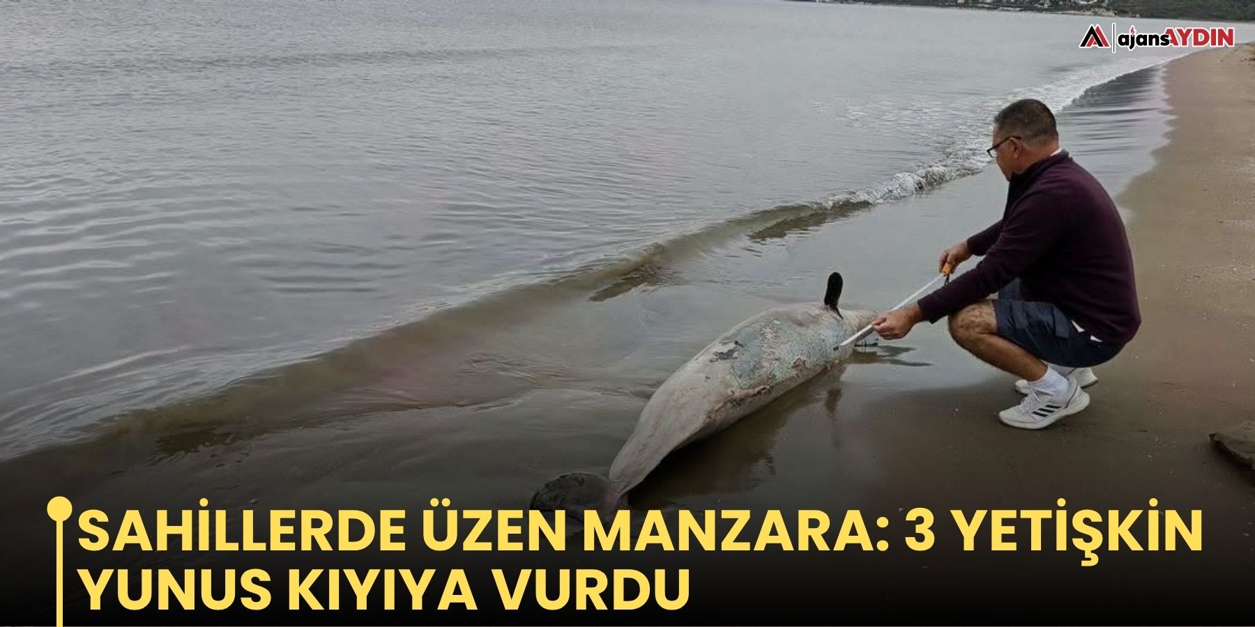Sahillerde üzen manzara: 3 yetişkin yunus kıyıya vurdu