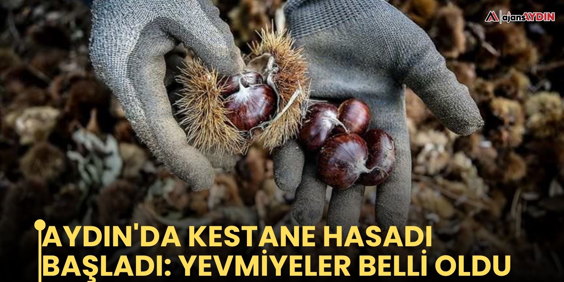 AYDIN'DA KESTANE HASADI BAŞLADI: YEVMİYELER BELLİ OLDU