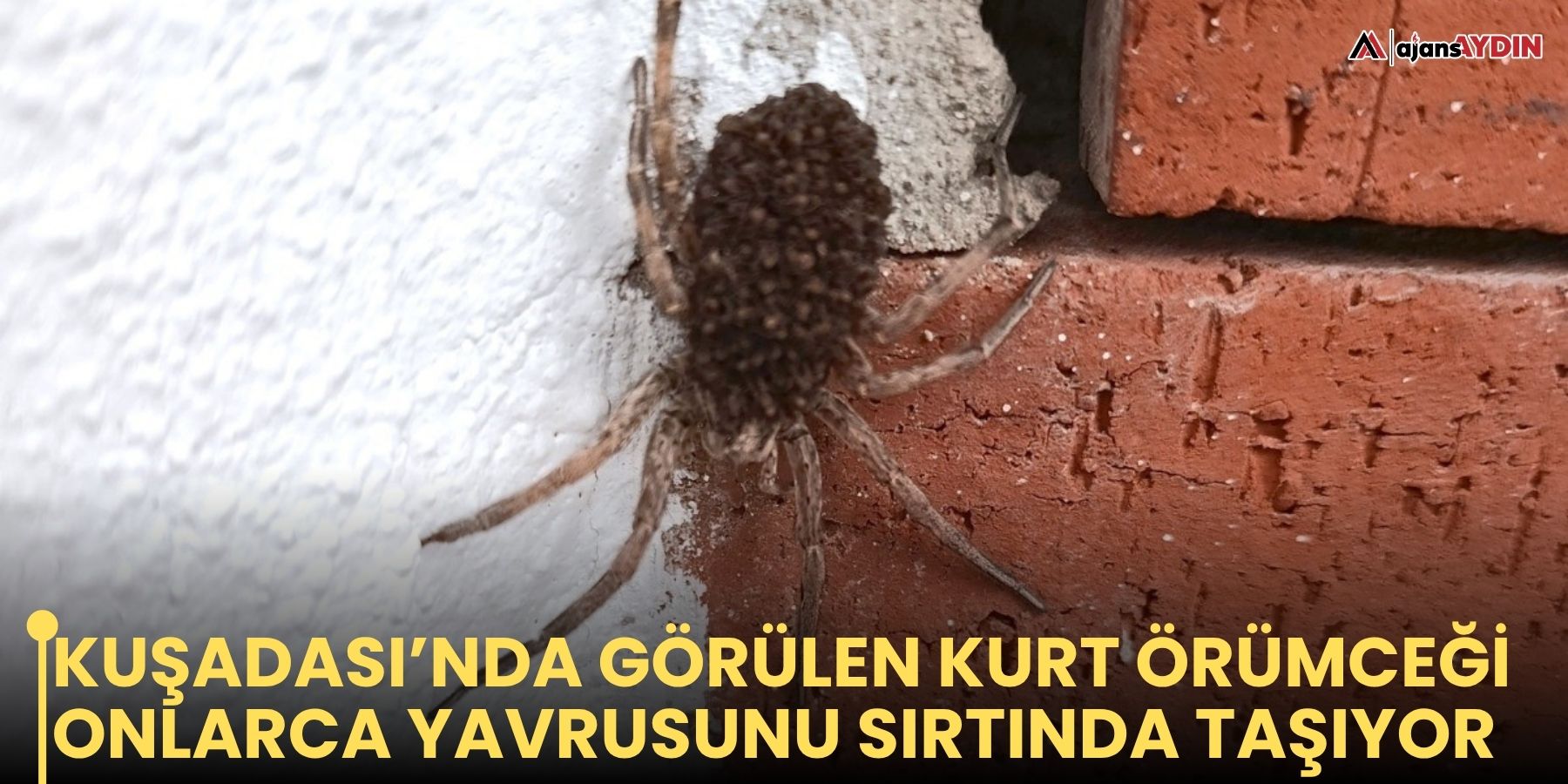 Kuşadası’nda görülen kurt örümceği onlarca yavrusunu sırtında taşıyor