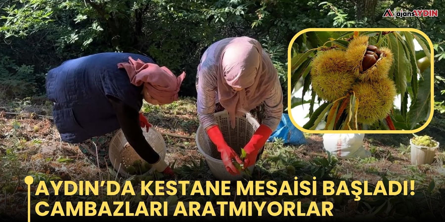 Aydın’da kestane mesaisi başladı!    Cambazları aratmıyorlar