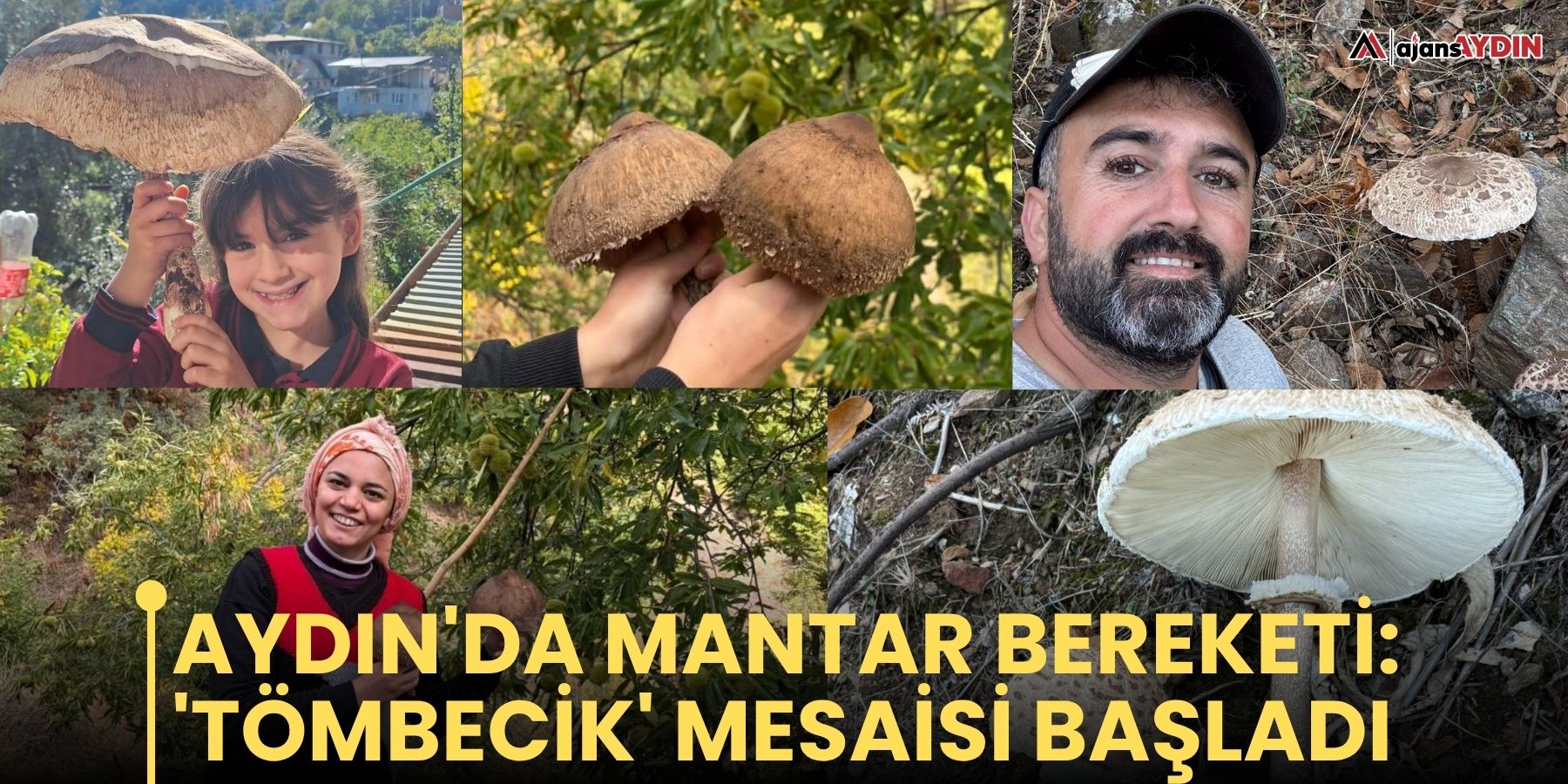 Aydın'da mantar bereketi: 'Tömbecik' mesaisi başladı