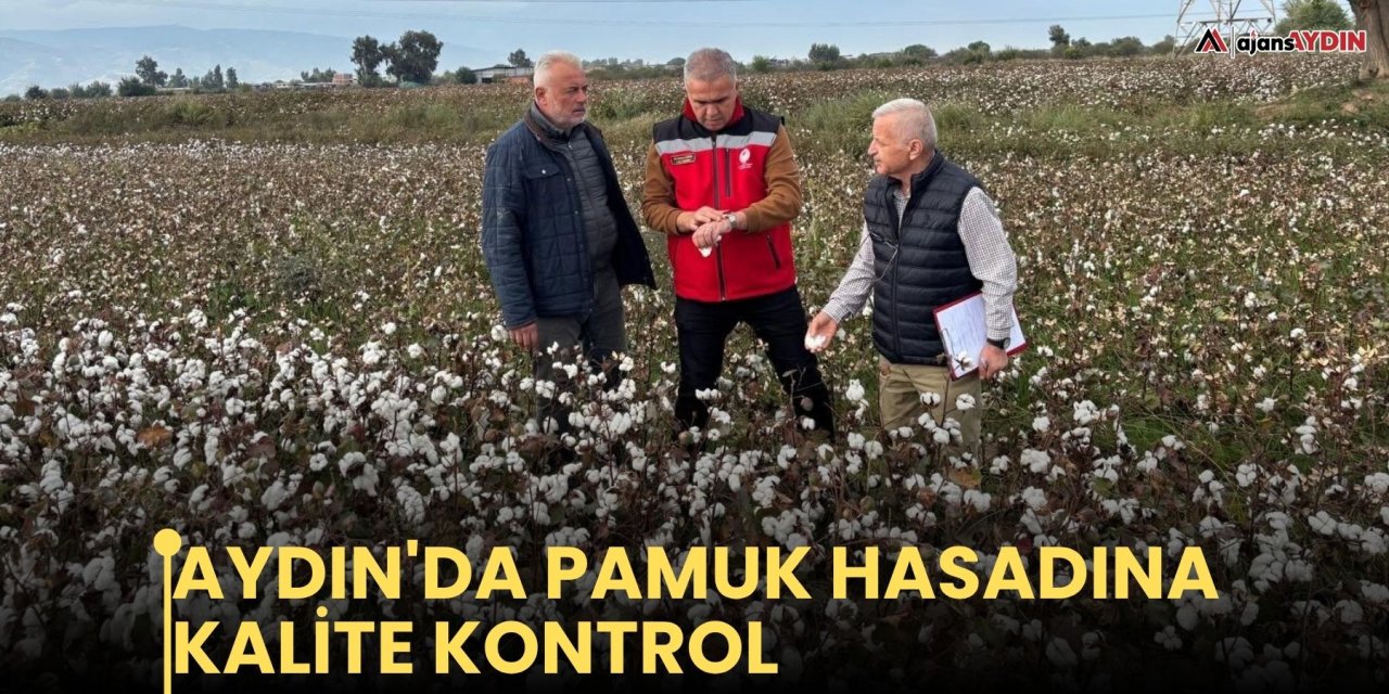 Aydın'da pamuk hasadına kalite kontrol