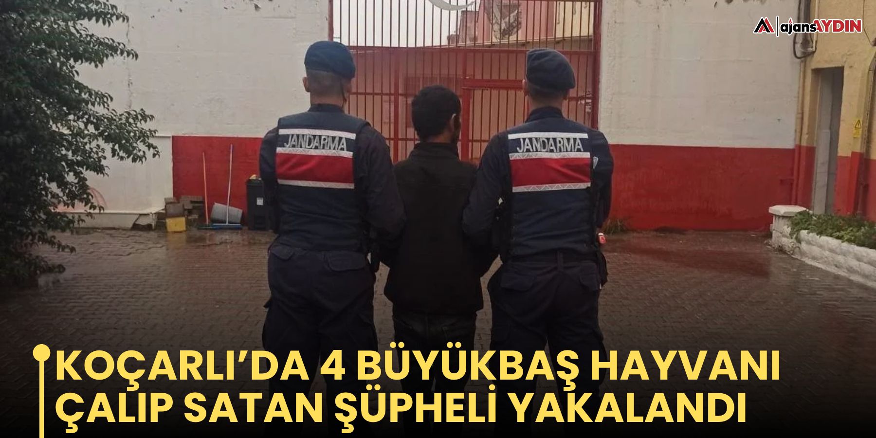 Koçarlı’da 4 büyükbaş hayvanı çalıp satan şüpheli yakalandı