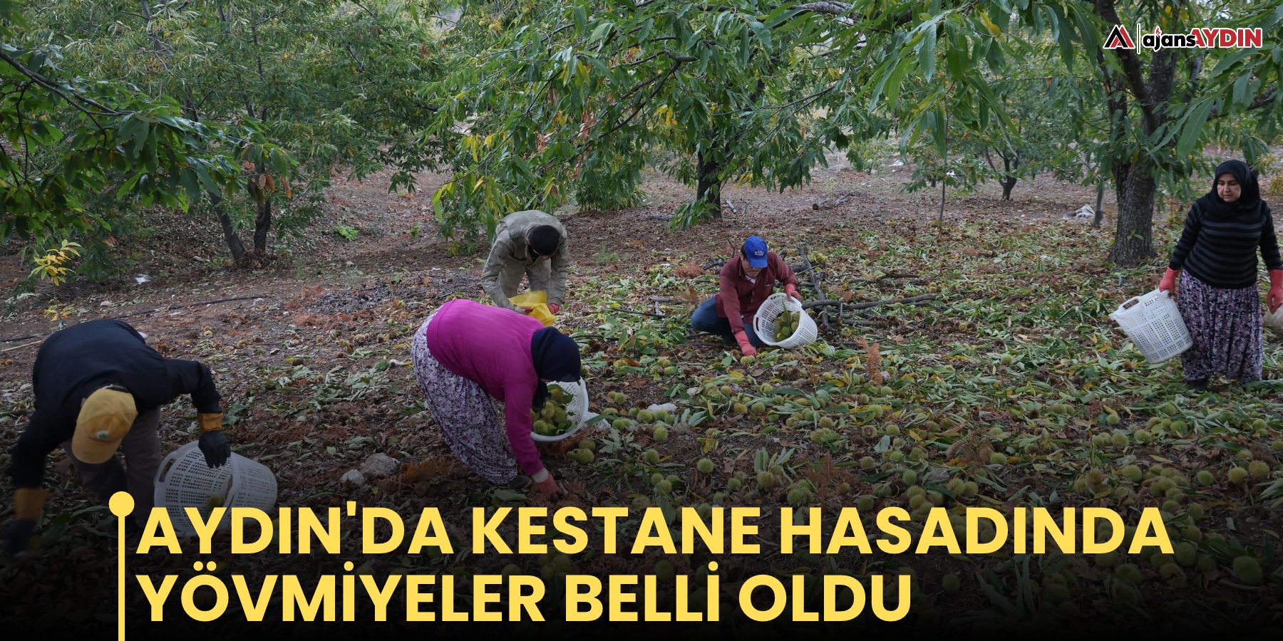 Aydın'da kestane hasadında yövmiyeler belli oldu