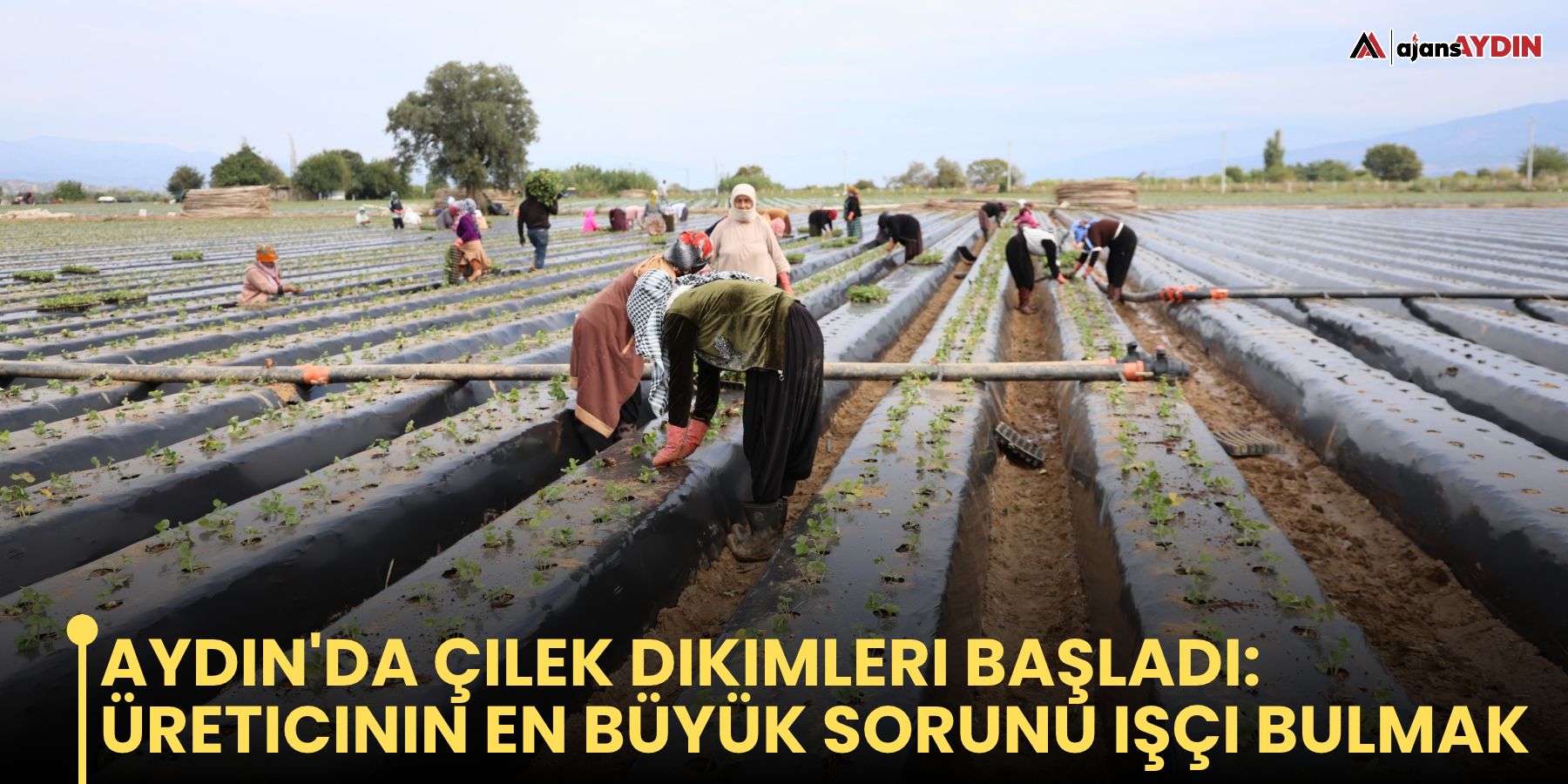 Aydın'da çilek dikimleri başladı: üreticinin en büyük sorunu işçi bulmak