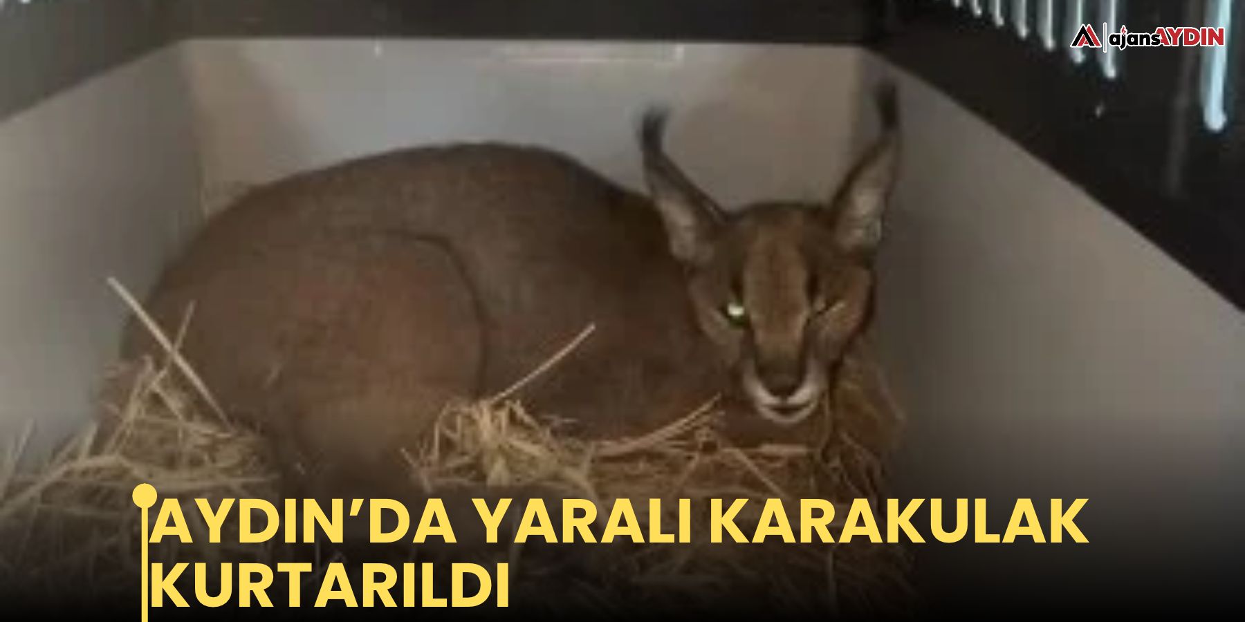 Yaralı halde bulunan Karakulak, korumaya alındı