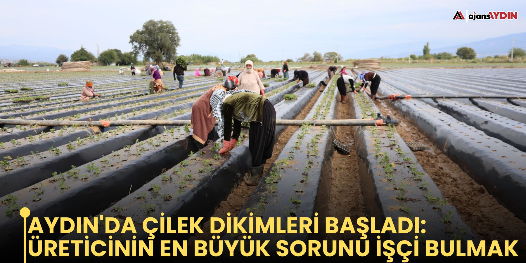 Aydın'da çilek dikimleri başladı: üreticinin en büyük sorunu işçi bulmak