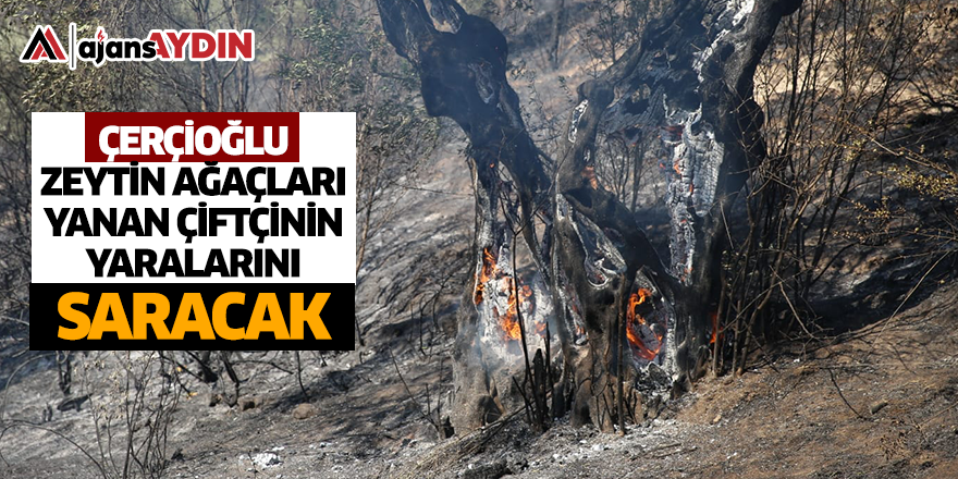 Başkan Çerçioğlu zeytin ağaçları yanan çiftçinin yaralarını saracak