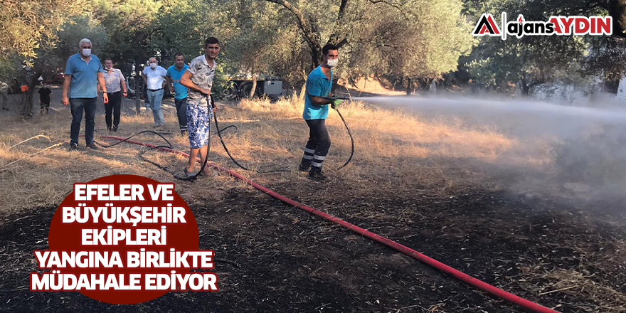 Aydın'da çıkan yangına ekipler müdahale ediyor