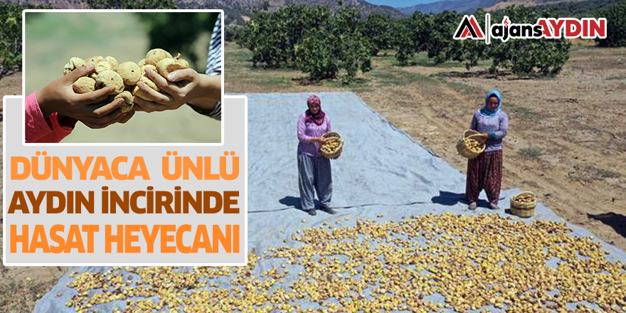 Dünyaca ünlü Aydın incirinde hasat heyecanı