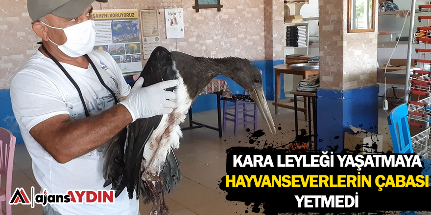 Kara leyleği yaşatmaya hayvanseverlerin çabası yetmedi