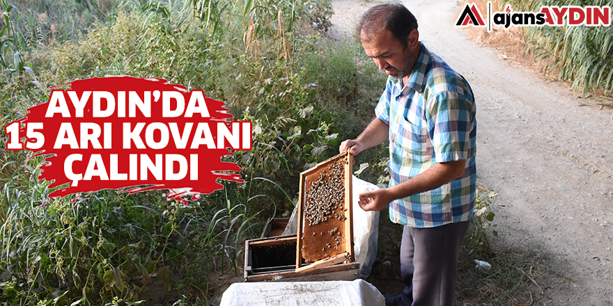 Aydın'da 15 arı kovanı çalındı