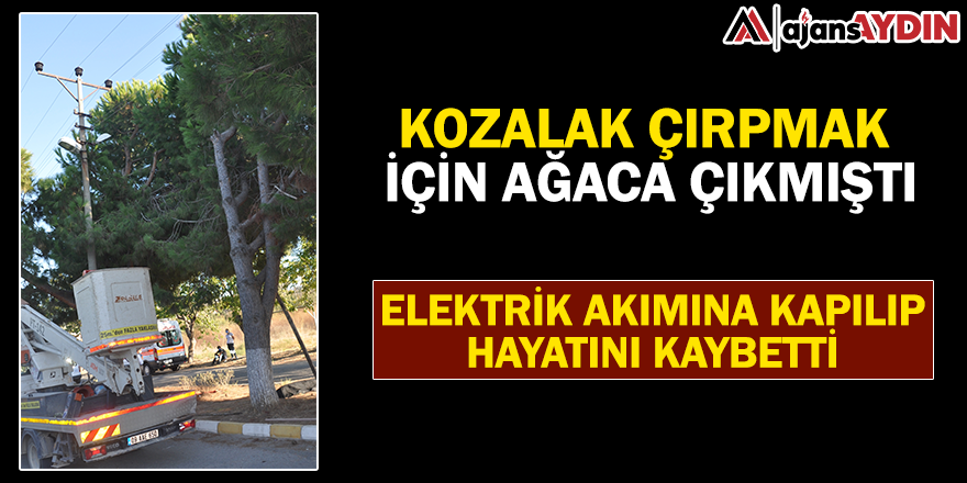 Kozalak çırpmak için ağaca çıkmıştı / Elektrik akımına kapılıp hayatını kaybetti