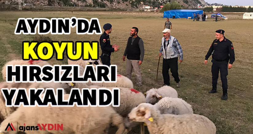 Aydın'da koyun hırsızları yakalandı