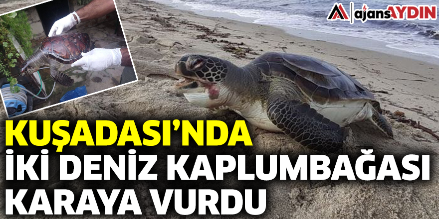 Kuşadası'nda iki deniz kaplumbağası karaya vurdu