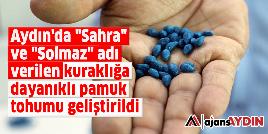 Aydın'da "Sahra" ve "Solmaz" adı verilen kuraklığa dayanıklı pamuk tohumu geliştirildi