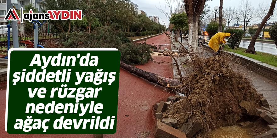 Aydın'da şiddetli yağış ve rüzgar nedeniyle ağaç devrildi