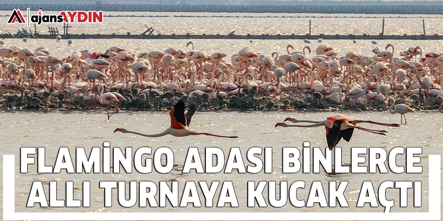 Flamingo Adası binlerce allı turnaya kucak açtı
