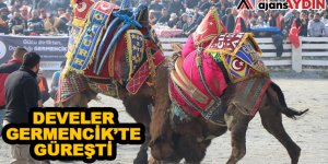Develer Germencik'te Güreşti