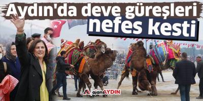 Aydın'da deve güreşleri nefes kesti