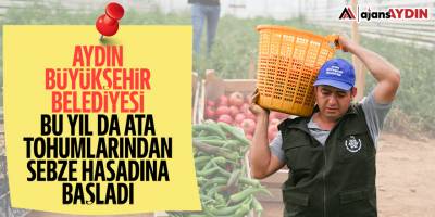 Aydın Büyükşehir Belediyesi bu yıl da ata tohumlarından sebze hasadına başladı