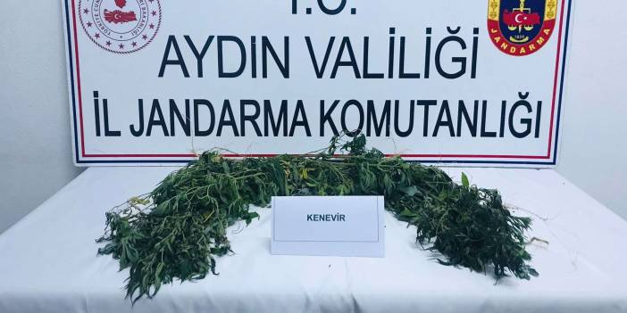 Aydın'da 42 kök kenevir bitkisi ele geçirildi