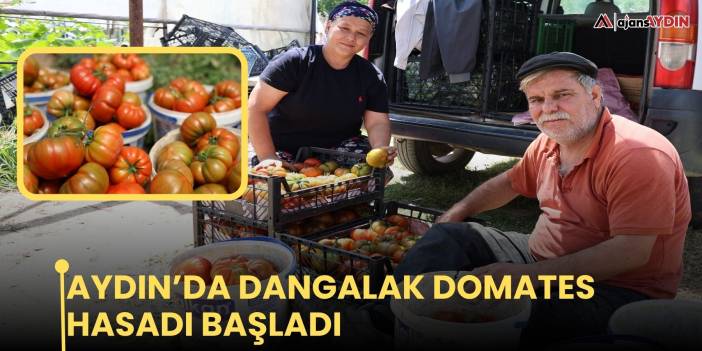 Aydın’da dangalak domates hasadı başladı