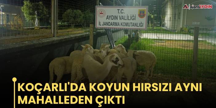 Koçarlı'da koyun hırsızı aynı mahalleden çıktı