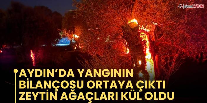 Aydın’da yangının bilançosu ortaya çıktı  Zeytin ağaçları kül oldu