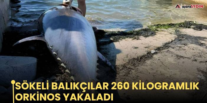 Sökeli balıkçılar 260 kilogramlık orkinos yakaladı