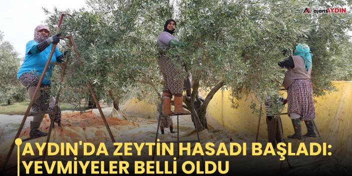 Aydın'da zeytin hasadı başladı: yevmiyeler belli oldu