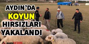 Aydın'da koyun hırsızları yakalandı