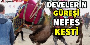 Develerin güreşi nefes kesti