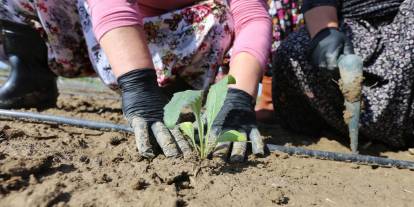 Efeler belediyesi enginar üretimine devam ediyor